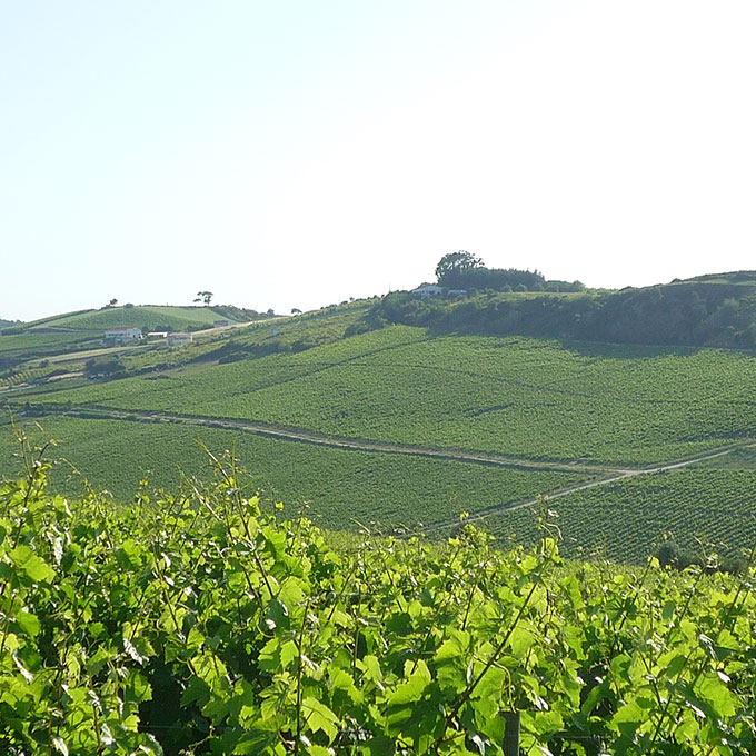 Quinta do Conde Galeria