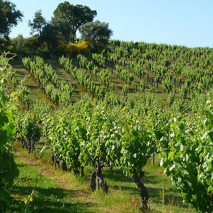 Quinta do Conde Galeria